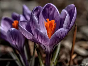 Makro, Kwiat, Fioletowy, Krokus