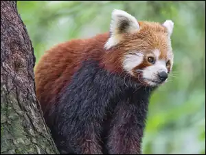 Pandka ruda
