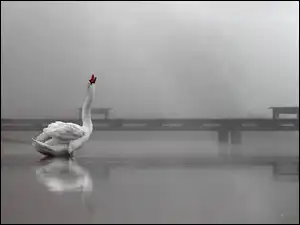 Pomost, Łabędź, Biały, Ptak
