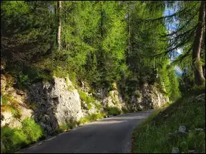 Zadrzewiona skarpa przy drodze