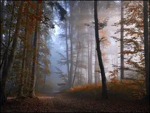 Mgła, Światło, Las, Jesień, Przebijające