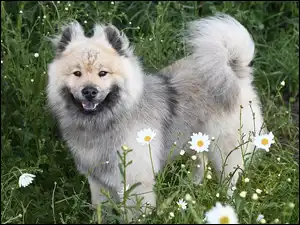 Pies rasowy eurasier