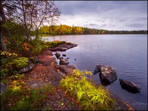 Finlandia, Drzewa, Trawa, Pożółkłe, Jezioro, Jesień, Kamienie, Lentua, Las, Kuhmo