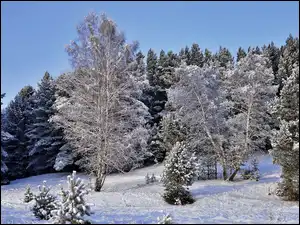 Drzewka oprószone śniegiem w lesie