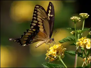 Kwiatki, Motyl, Motylek, Żółte