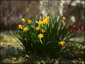 Kępka, Narcyzy żonkile, Żółte, Kwiaty