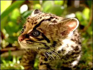 Zieleń, Oczy, Mały, Margay, Czarne