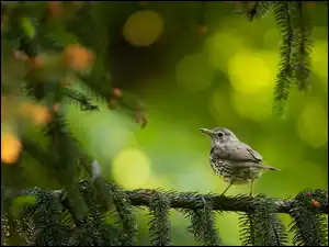 Świerk, Ptak, Drozd śpiewak, Gałązki