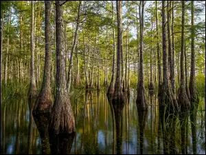 Big Cypress National Preserve, Las, Mokradła, Stan Floryda, Drzewa, Rezerwat, Stany Zjednoczone, Cyprysy