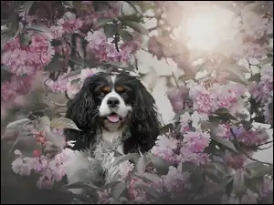 Cavalier king charles spaniel, Różowe, Gałązki, Pies, Wiśnia, Drzewo owocowe, Kwiaty