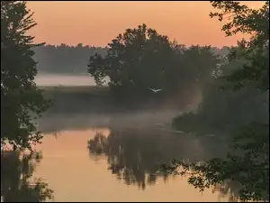 Mgła, Ptak, Drzewa, Rzeka, Poranek