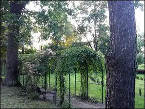 Drzewa, Park, Tunel, Ławka, Alejka, Rośliny