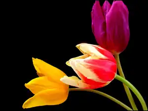 Trzy tulipany na czarnym tle
