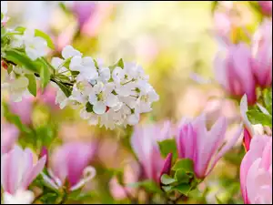 Drzewo owocowe, Kwiaty, Magnolia, Gałązka