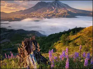 Chmury, Góry Kaskadowe, Łubin, Stan Waszyngton, Wulkan, Mgła, Stany Zjednoczone, Mount St Helens