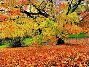 Krzew, Park, Leżące, Liście, Drzewo