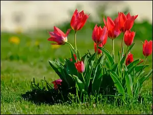 Tulipany, Trawa, Czerwone, Kwiaty, Liście