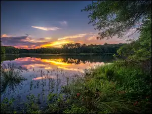Zarośla, Drzewa, Jezioro, Zachód słońca, Las