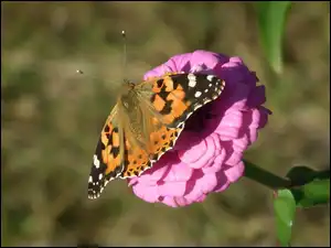 Cynia, Motyl, Rusałka osetnik, Kwiat