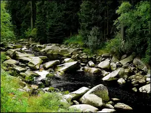 Kamienie, Las, Rzeka