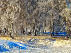 Śnieg, Światło, Drzewa, Zima, Przebijające