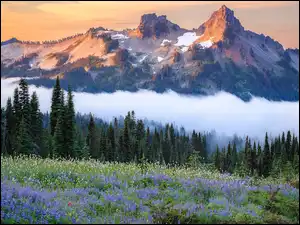 Mgła, Park Narodowy Mount Rainier, Łąka, Stan Waszyngton, Góry, Kwiaty, Stany Zjednoczone, Tatoosh Range
