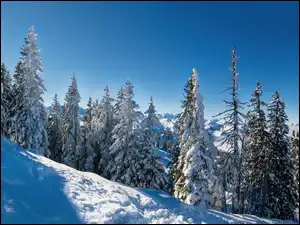 Wzgórze, Zima, Drzewa, Las