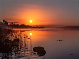 Szuwary, Zachód słońca, Trawy, Jezioro, Drzewa