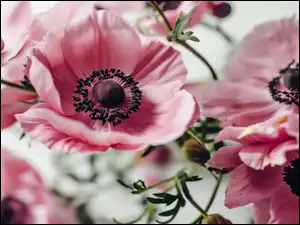 Zawilce, Rozwinięte, Różowe