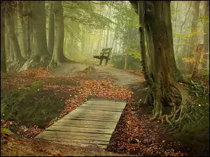 Ławka, Jesień, Las, Kładka