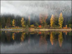 Drzewa, Jesień, Mgła, Jezioro