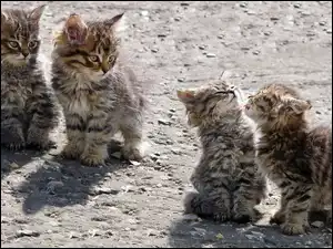 Maine coon, Cztery, Młode, Koty