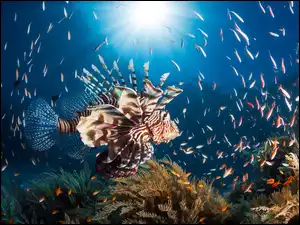 Egzotyczne ryby w oceanie