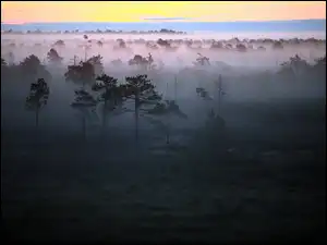 Zachód, Las, Mgła