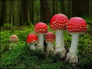 Muchomory, Las, Runo, Leśne