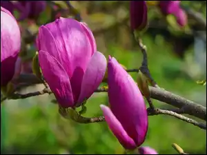 Kwiaty, Magnolia, Gałązka