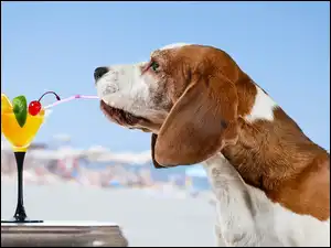 Drinki, Pies, Basset, Śmieszne