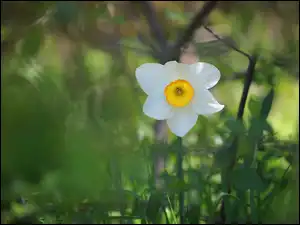 Narcyz wielokwiatowy, Biały, Kwiat