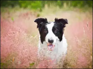Border Collie, Trawa, Pies, Jęzor
