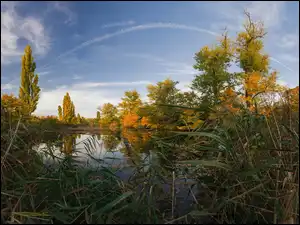 Jezioro, Jesień, Drzewa, Czechy, Holasky lakes, Rośliny