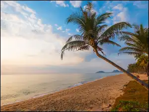 Plaża, Chmury, Palmy, Morze, Wschód słońca