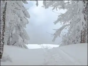 Drzewa, Ścieżka, Ośnieżone, Zima, Koleiny