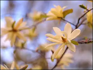 Krzew, Magnolia, Białe, Kwiaty