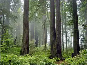 Park Narodowy Redwood, Mgła, Stan Kalifornia, Stany Zjednoczone, Las