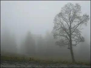 Drzewo, Jesienna, Mgła