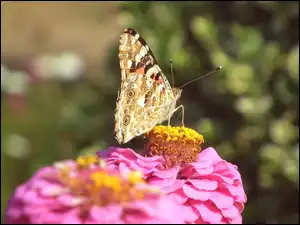 Kwiat, Motyl, Rusałka osetnik