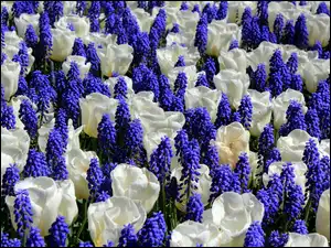 Szafirki, Białe, Tulipany