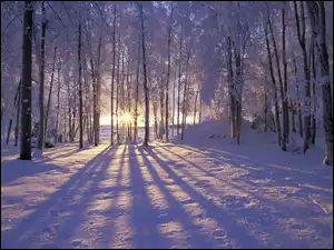 Promienie Słońca, Zima, Las