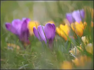 Rozmyte, Żółte, Krokus, Fioletowy, Krokusy