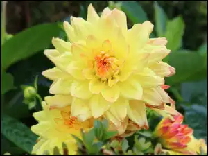 Dalia, Żółta, Kwitnąca